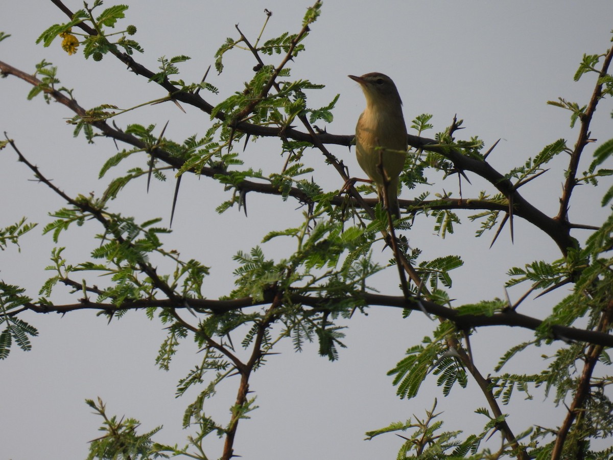 Greenish Warbler - ML625310460