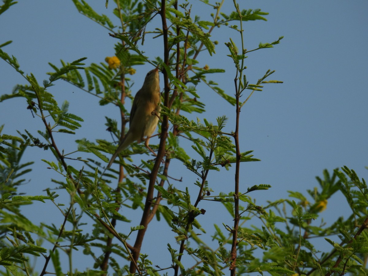 Greenish Warbler - ML625310473