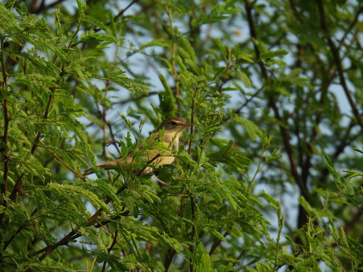 Greenish Warbler - ML625310487