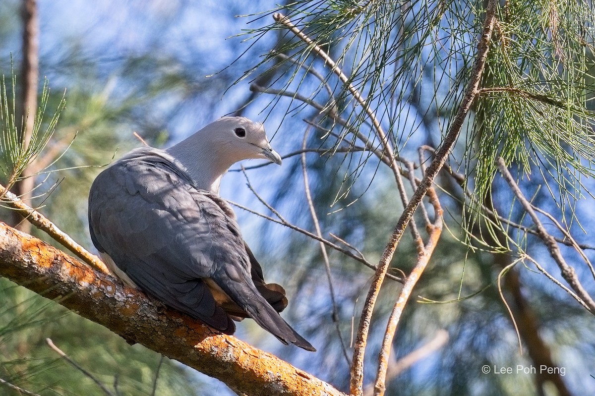 Gray Imperial-Pigeon - ML625310516