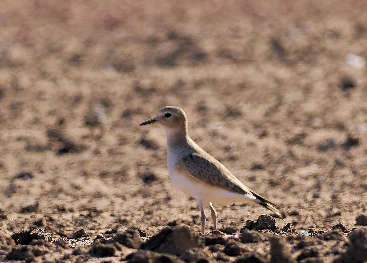 Mountain Plover - ML625310571