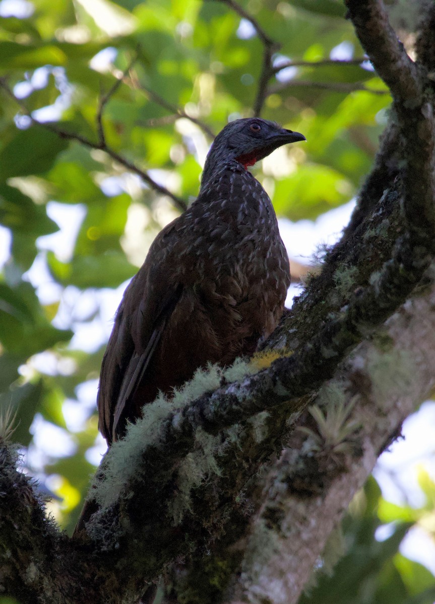 Andean Guan - ML625310572