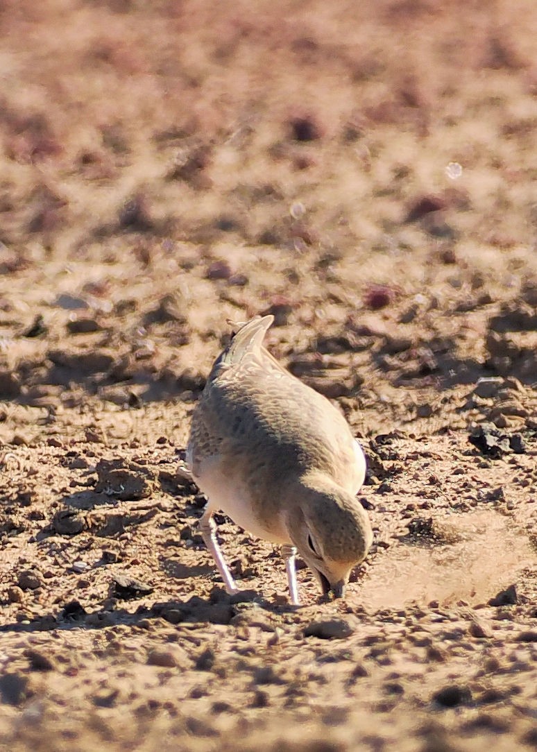 Mountain Plover - ML625310574