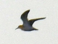 Piovanello pancianera - ML625310581
