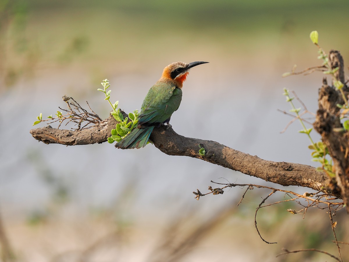 White-fronted Bee-eater - ML625310591