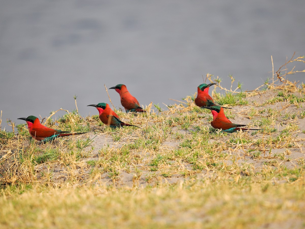Southern Carmine Bee-eater - ML625310609