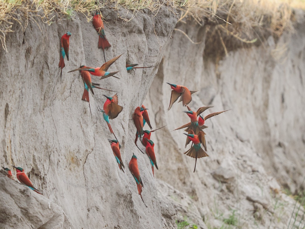 Southern Carmine Bee-eater - ML625310611