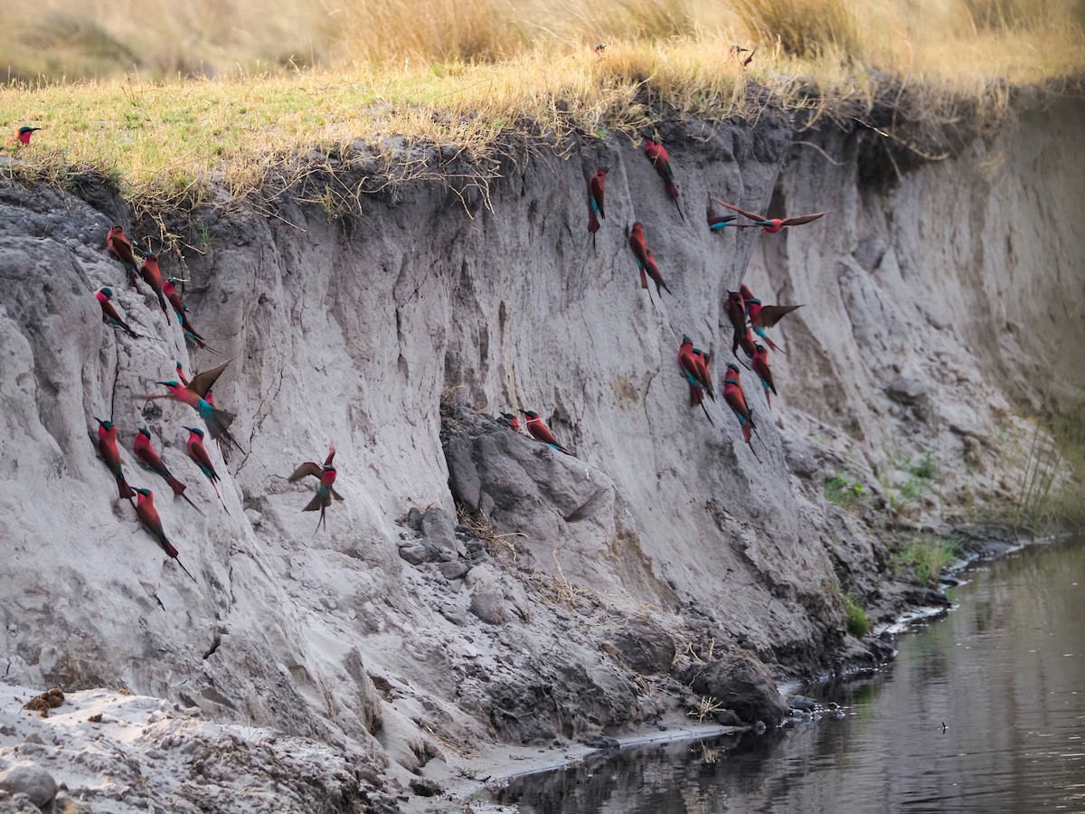 Southern Carmine Bee-eater - ML625310612