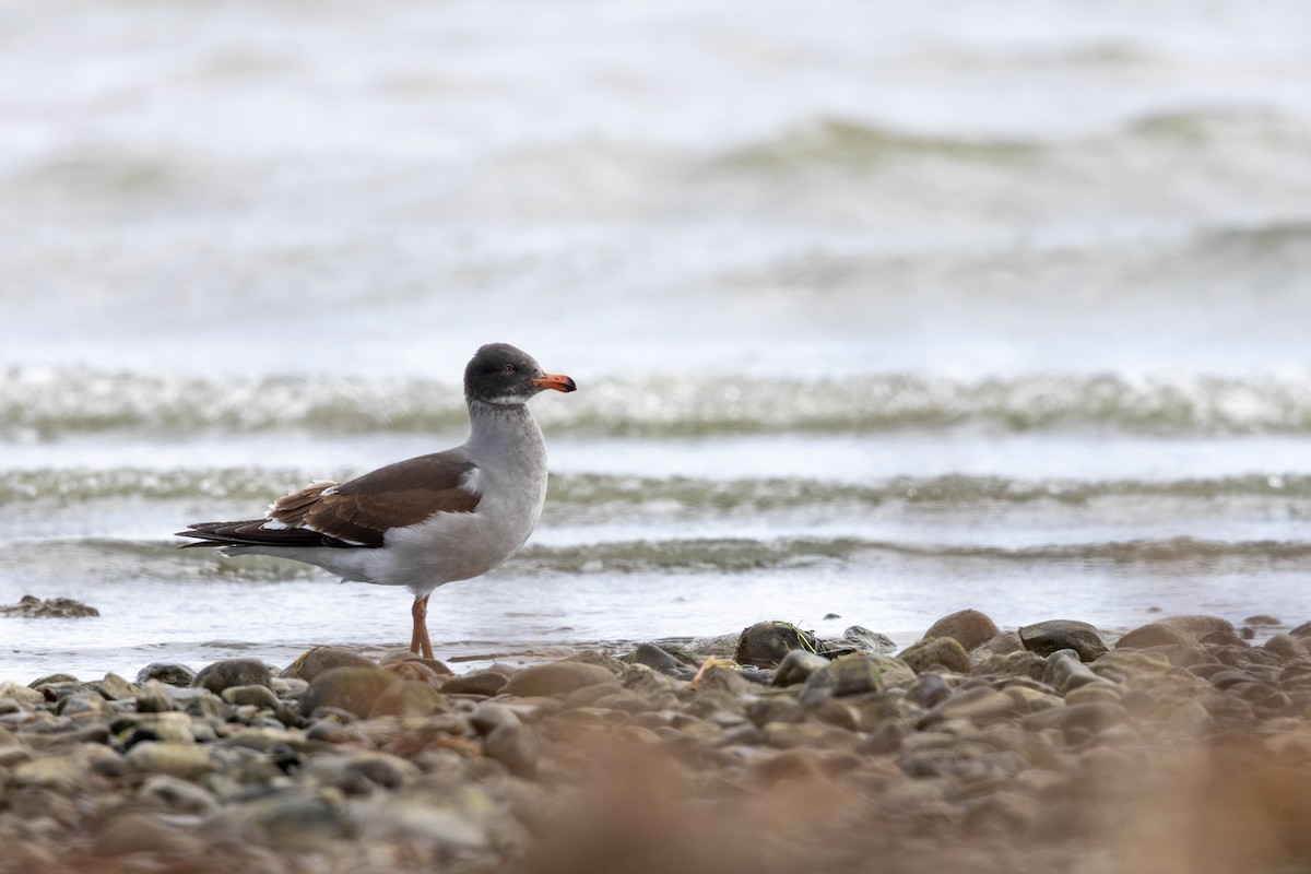 Dolphin Gull - ML625310614