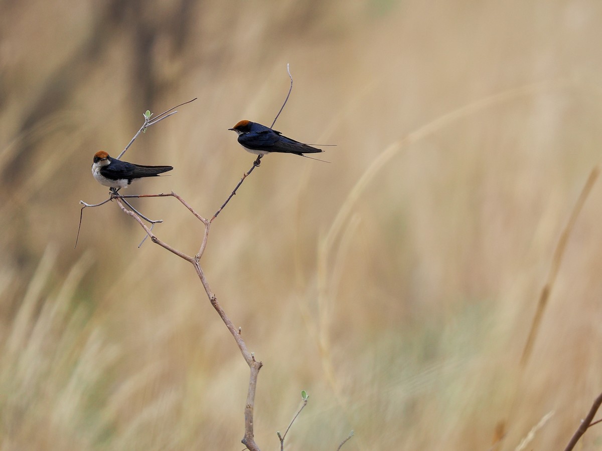 Wire-tailed Swallow - ML625310644