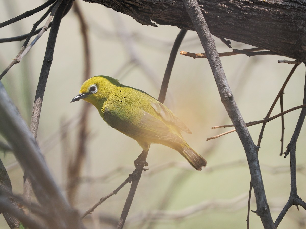 Southern Yellow White-eye - ML625310654