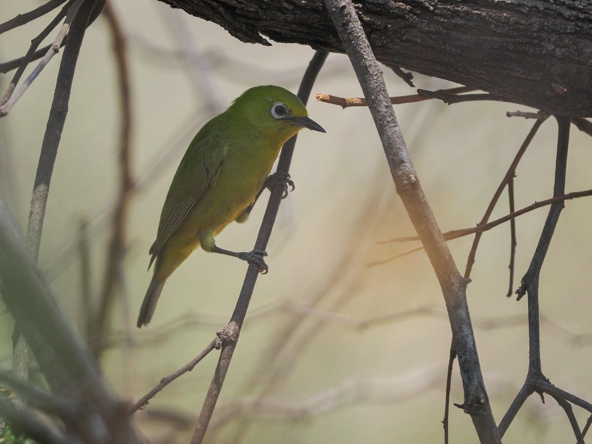 Southern Yellow White-eye - ML625310657
