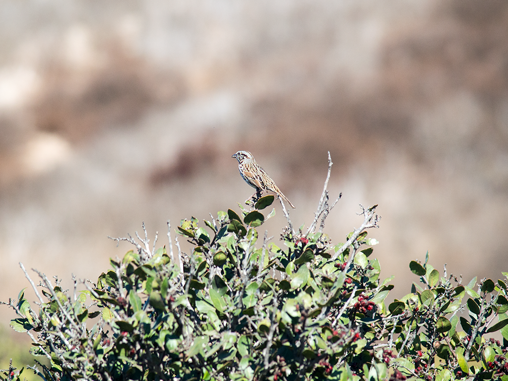 Song Sparrow - ML625310662