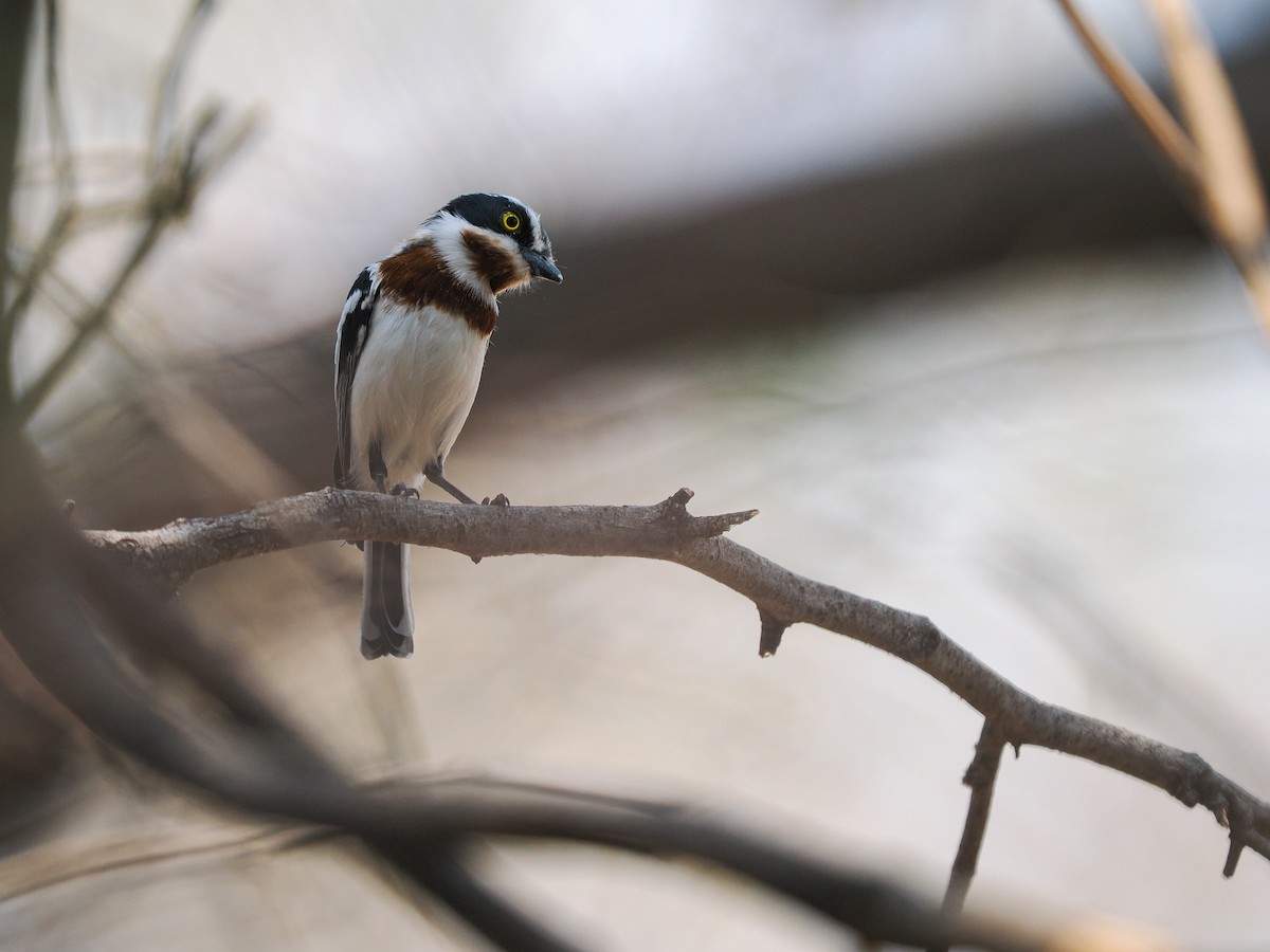 Chinspot Batis - ML625310663