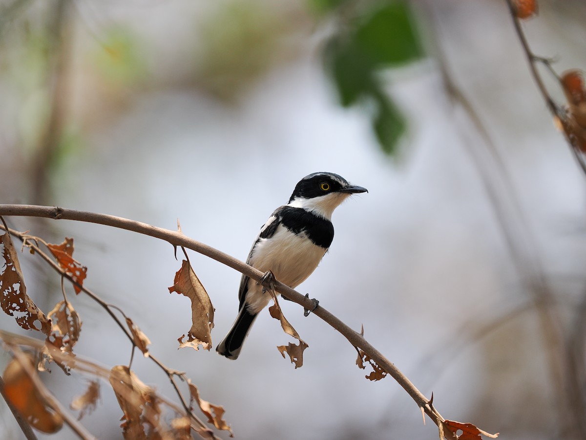 Chinspot Batis - ML625310665