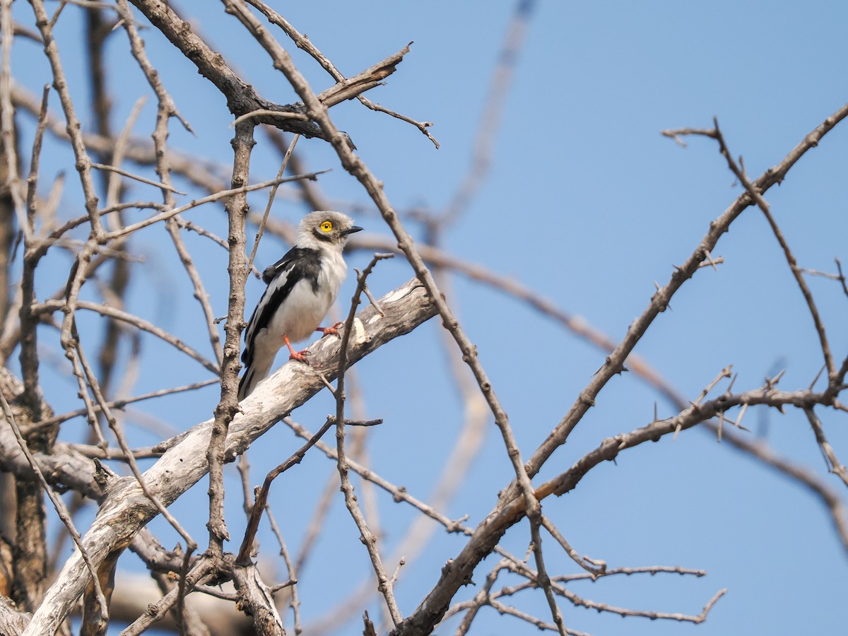 White-crested Helmetshrike - ML625310691