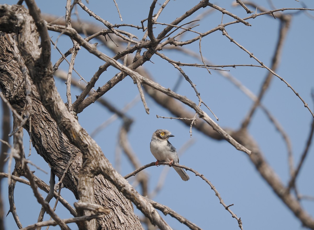 White-crested Helmetshrike - ML625310692