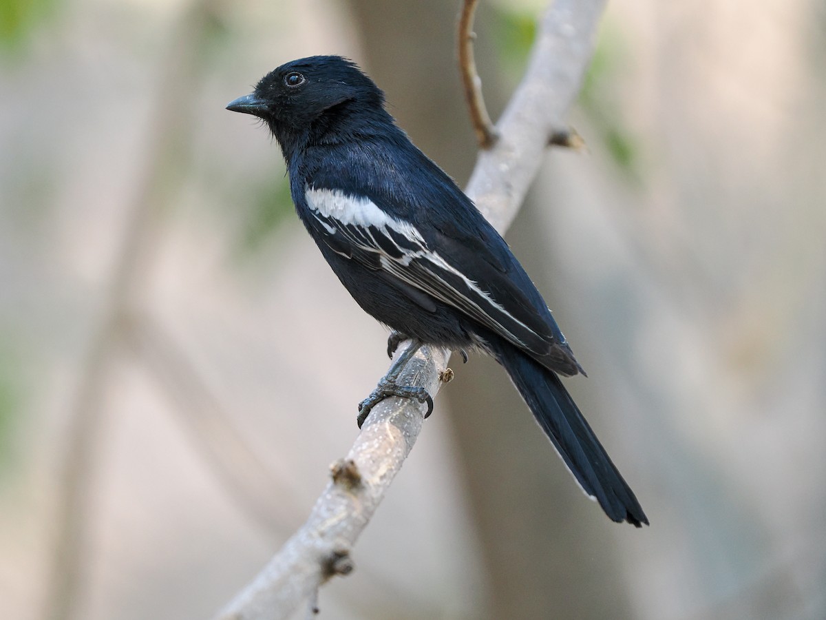 Southern Black-Tit - ML625310758