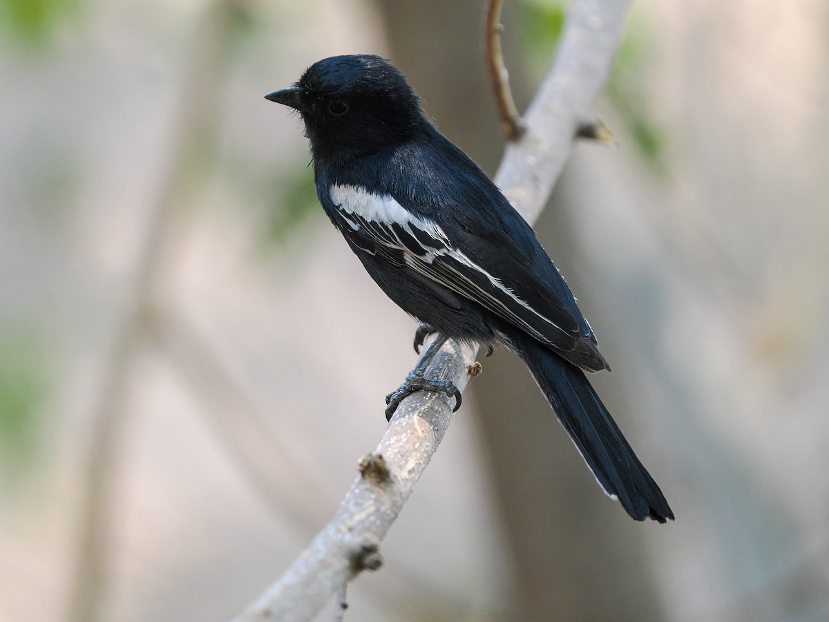 Southern Black-Tit - ML625310768