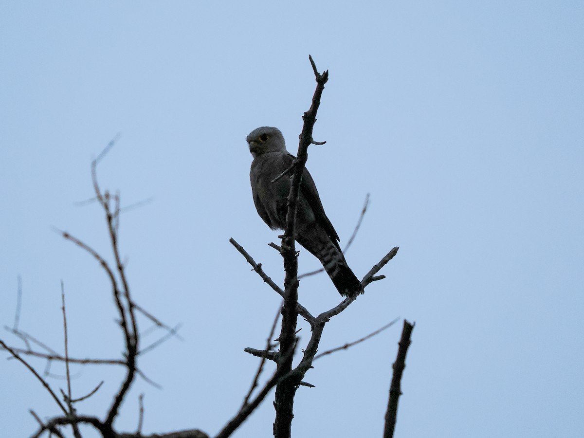 Dickinson's Kestrel - ML625310812
