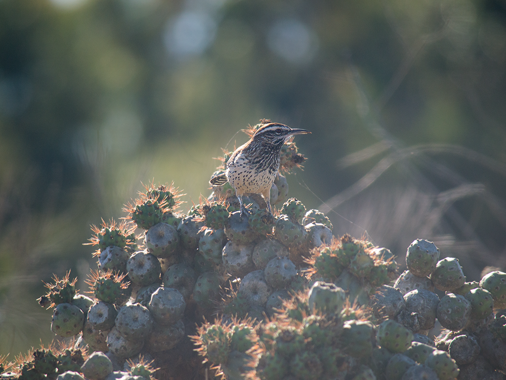 Cactus Wren - ML625310820