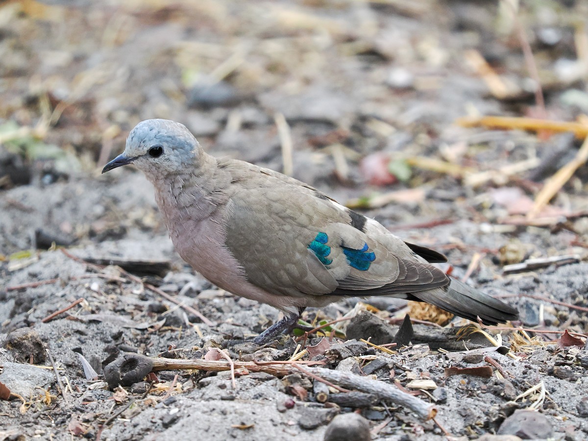 Emerald-spotted Wood-Dove - ML625310854