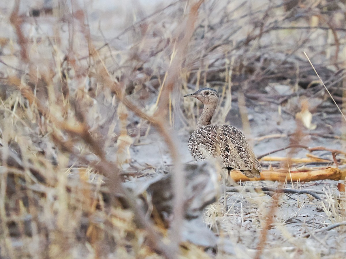 Red-crested Bustard - ML625310884