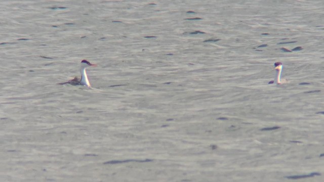 Clark's Grebe - ML625310908