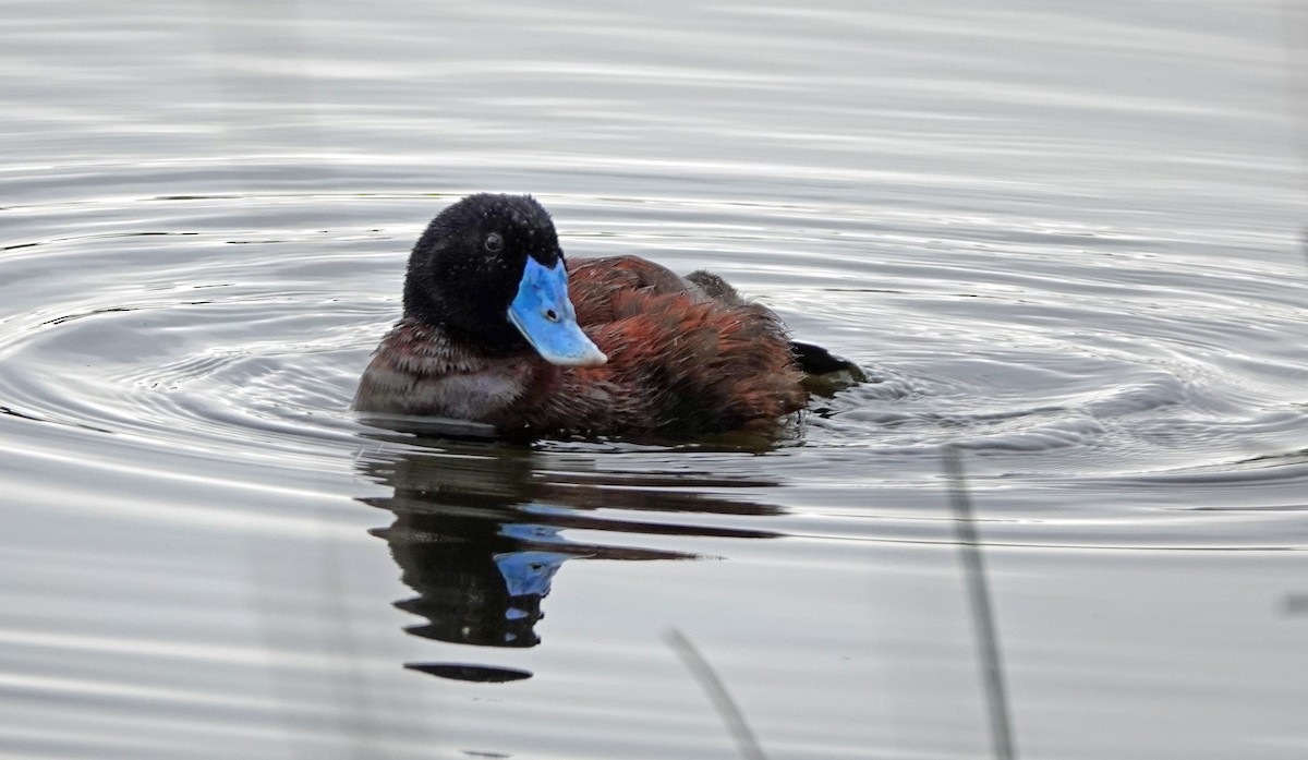 Blue-billed Duck - ML625310928