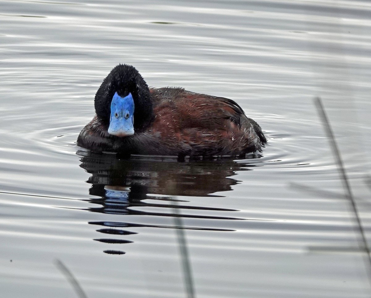 Blue-billed Duck - ML625310929