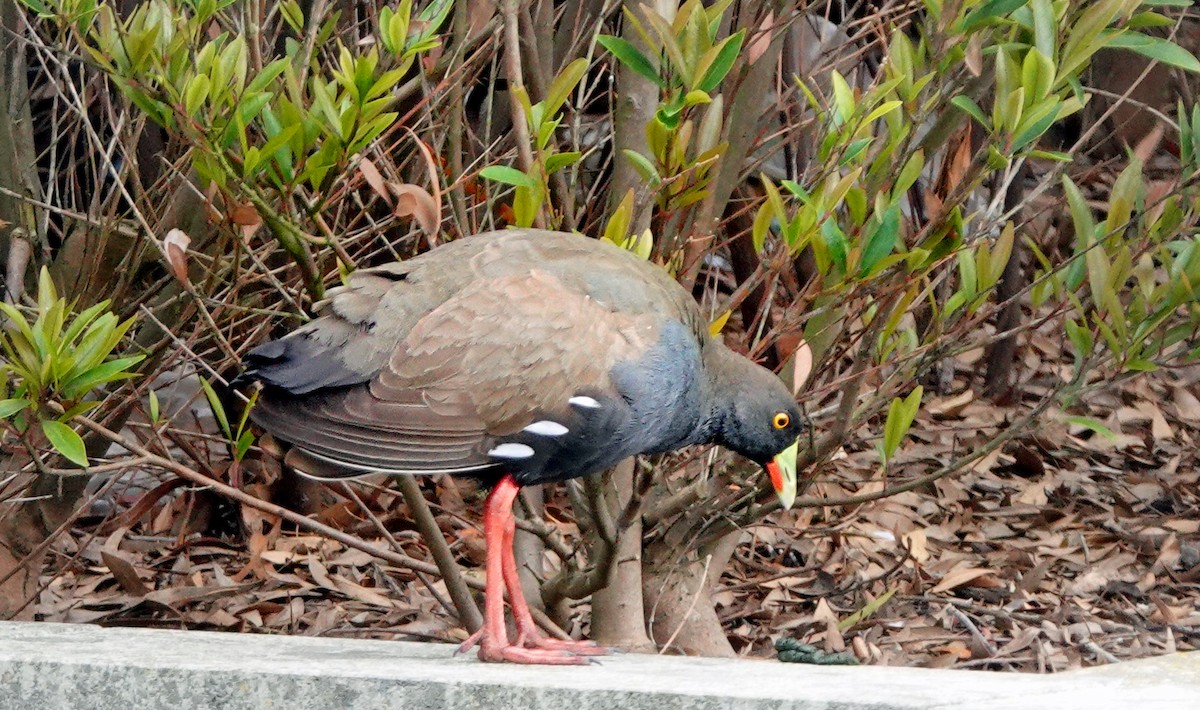 Black-tailed Nativehen - ML625310944