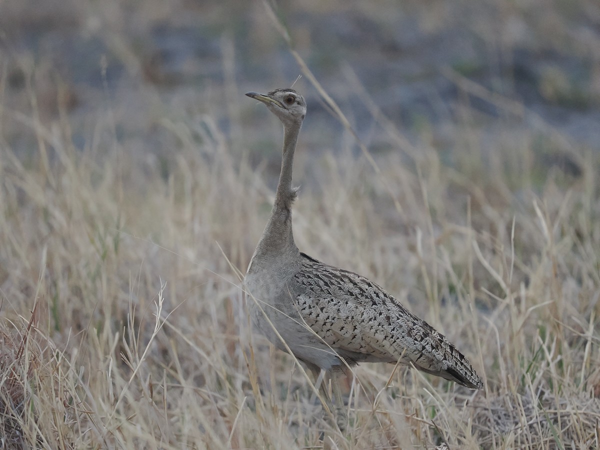 Black-bellied Bustard - ML625310959