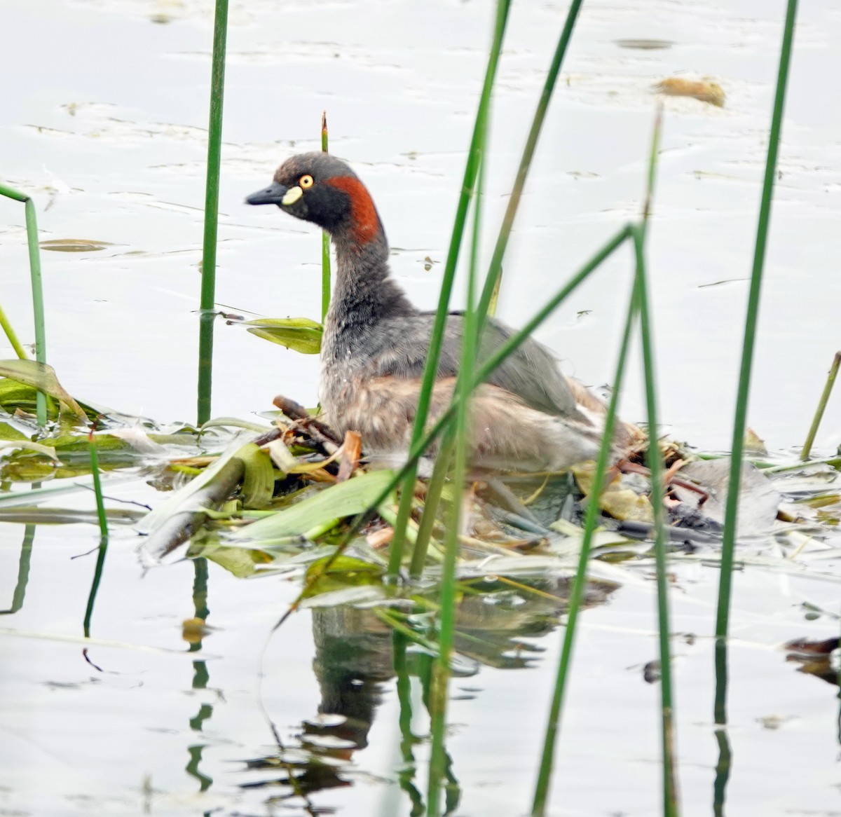 Australasian Grebe - ML625310962