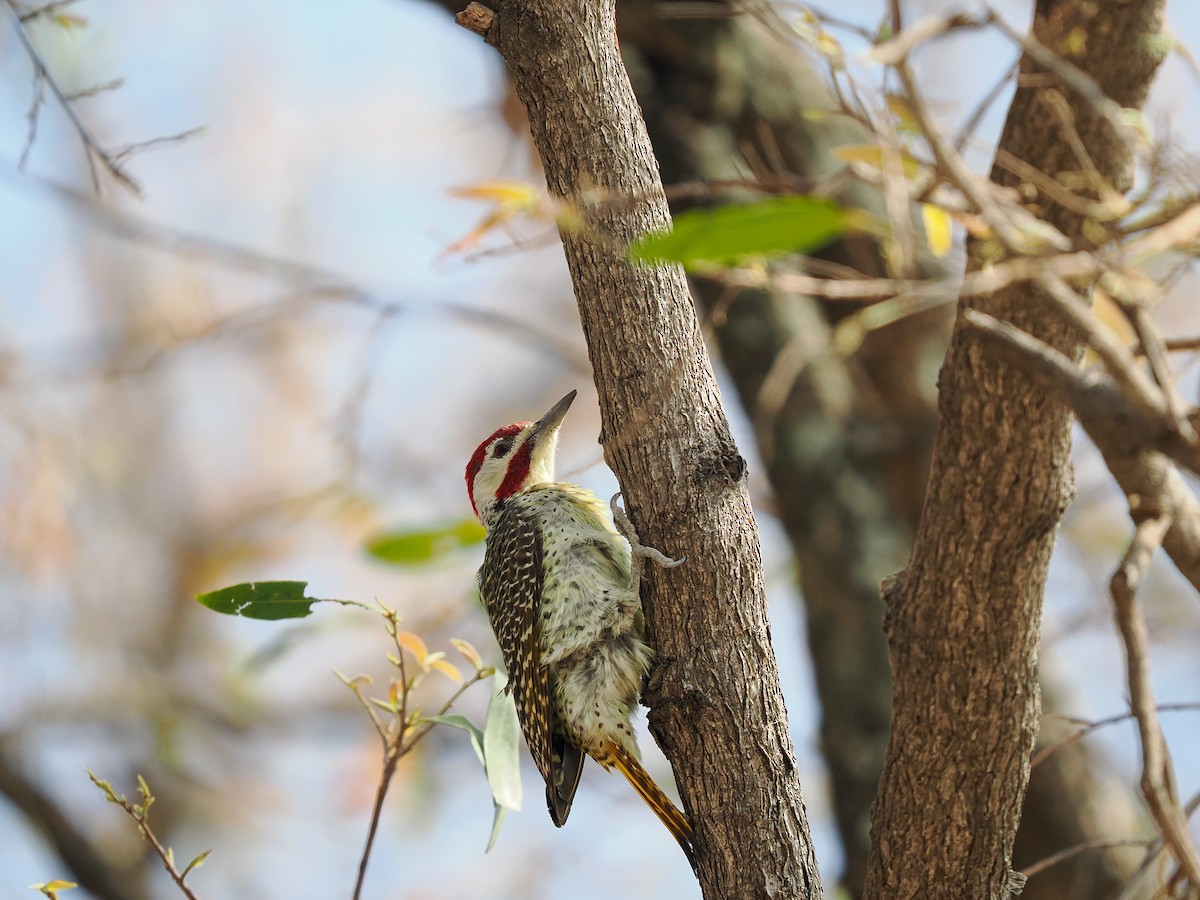 Bennett's Woodpecker - ML625310974