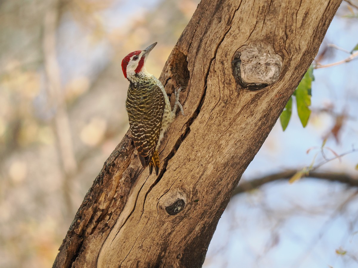 Bennett's Woodpecker - ML625310976