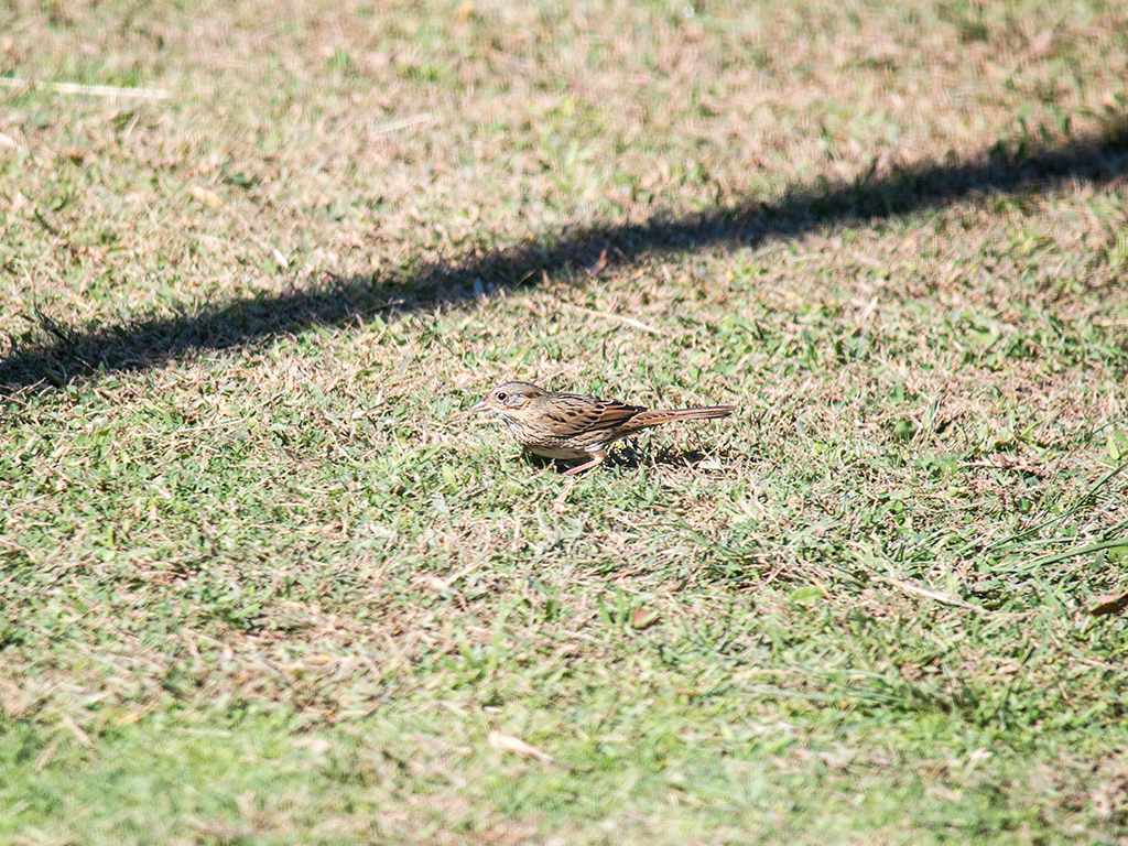Lincoln's Sparrow - ML625310979