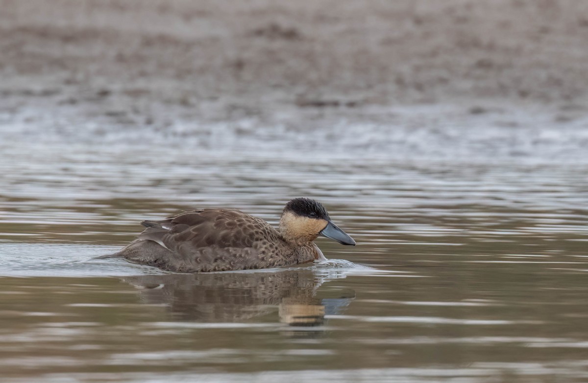 Puna Teal - ML625311018