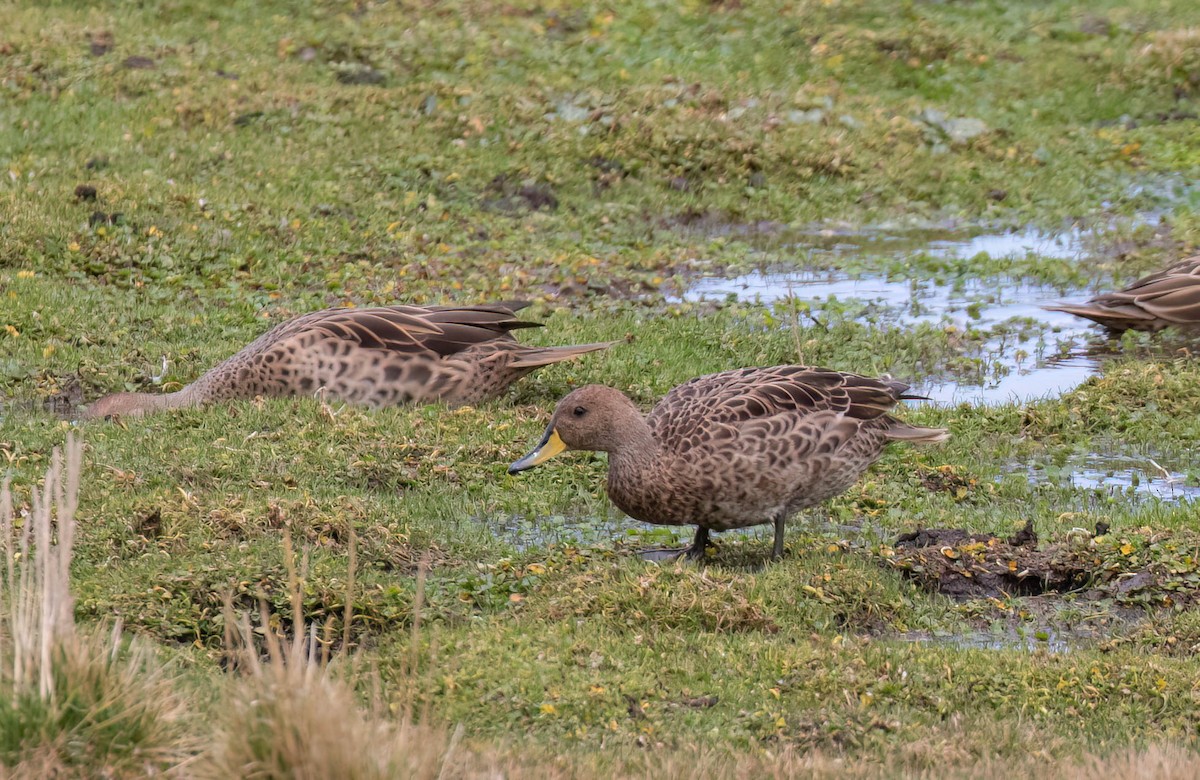 Yellow-billed Pintail - ML625311024