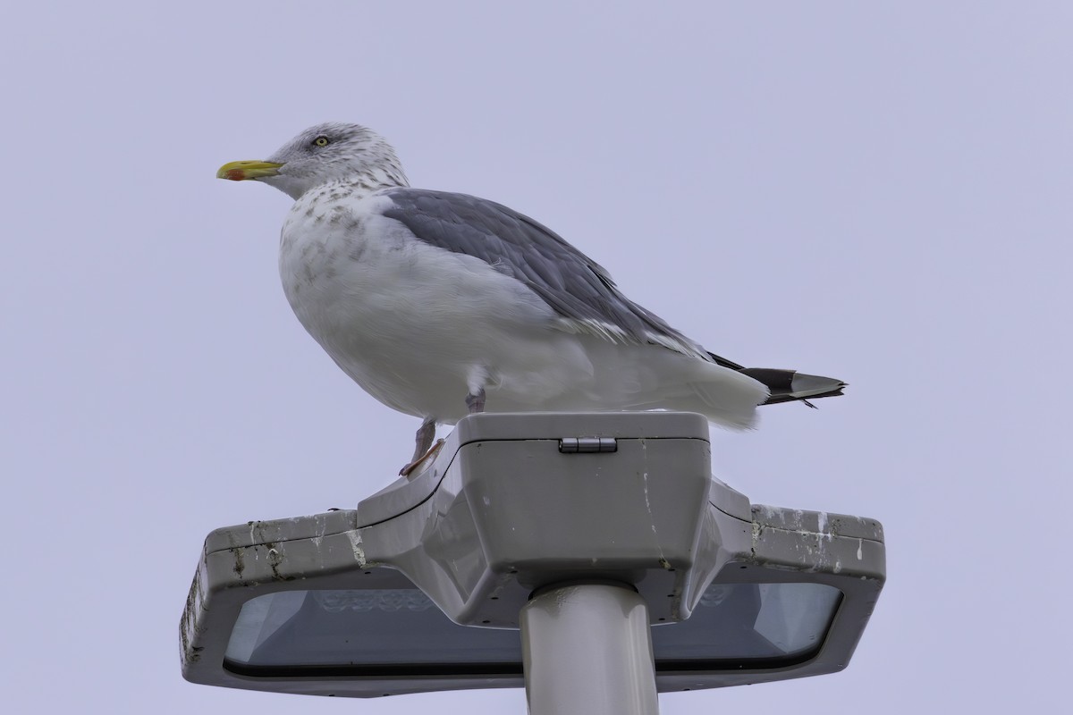 Slaty-backed Gull - ML625311048