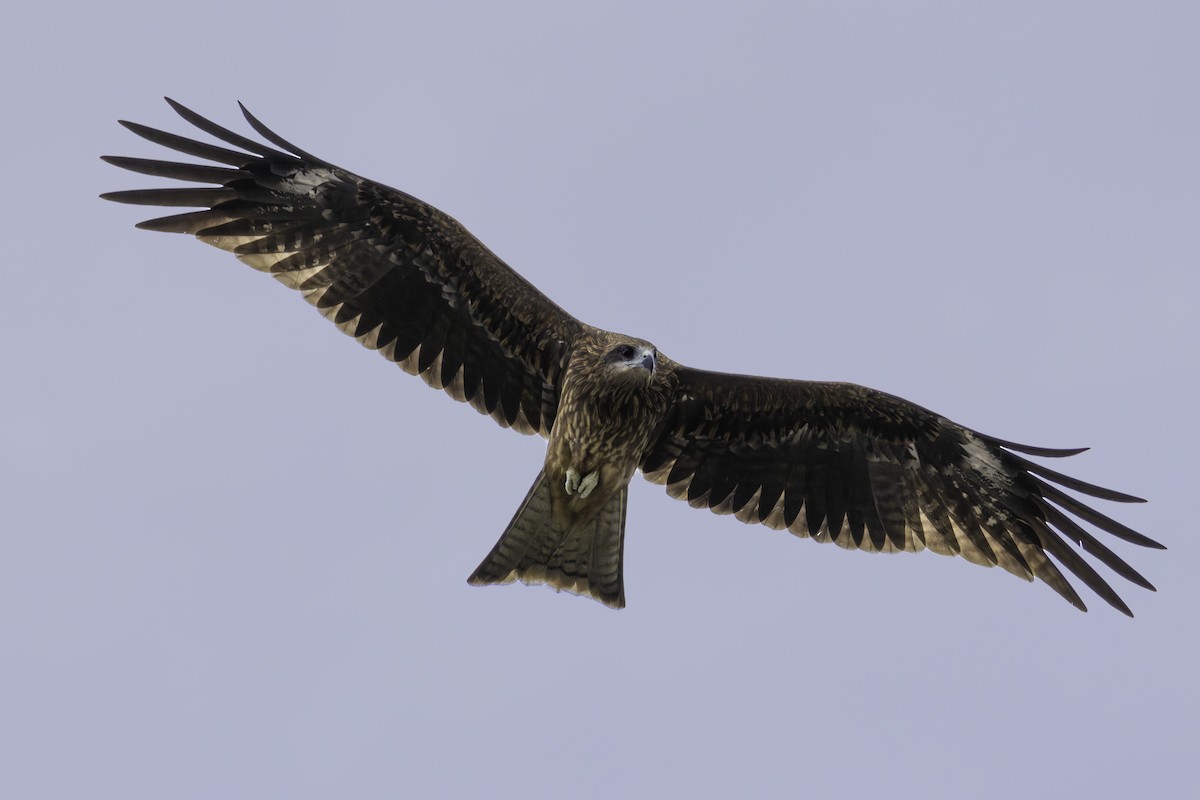 Black Kite - ML625311056