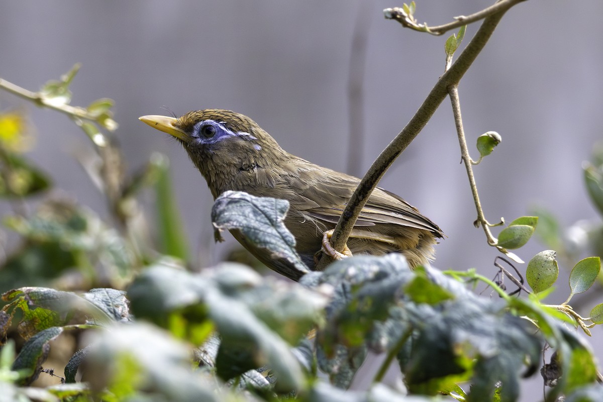 Chinese Hwamei - ML625311061