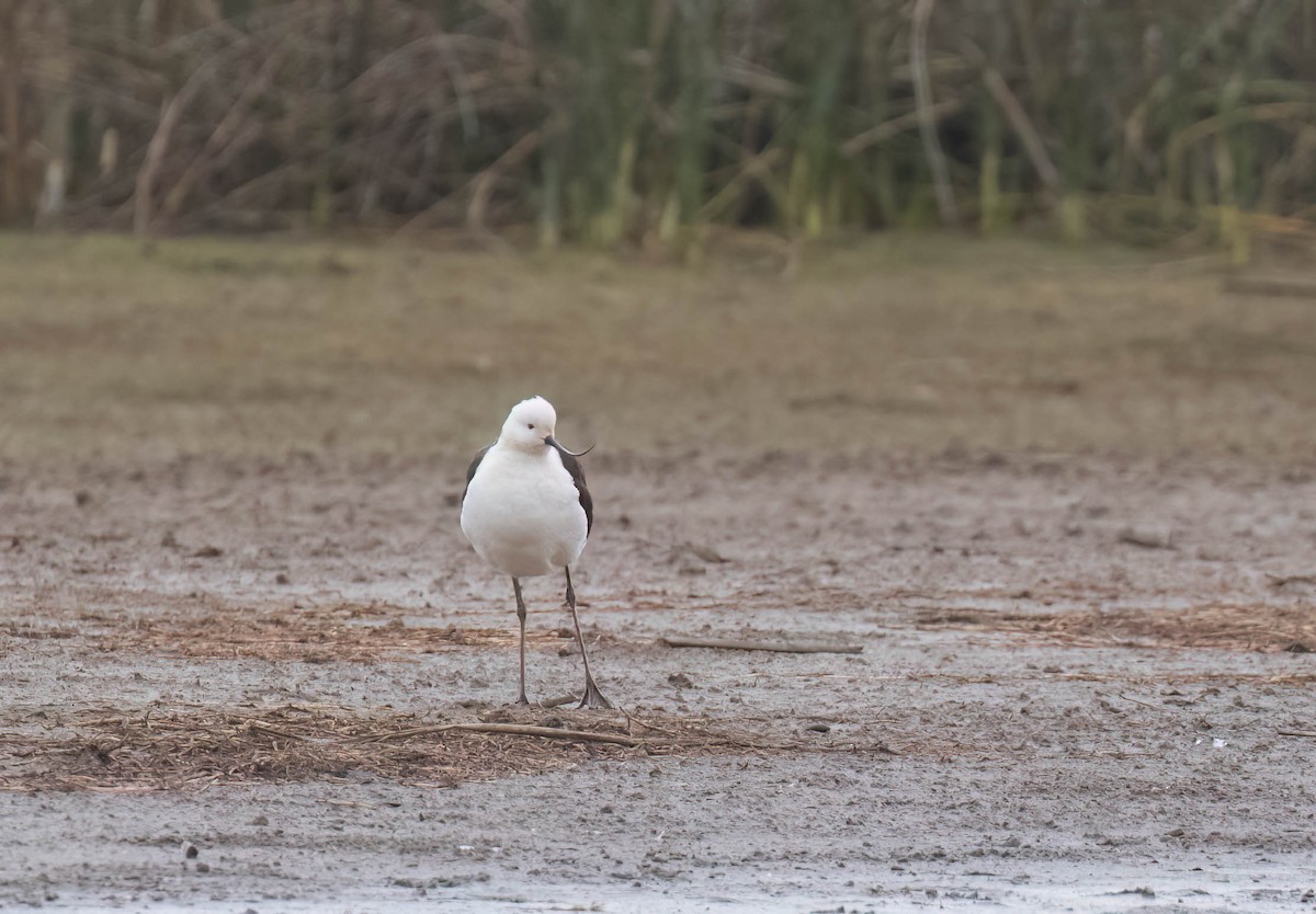 Andean Avocet - ML625311062