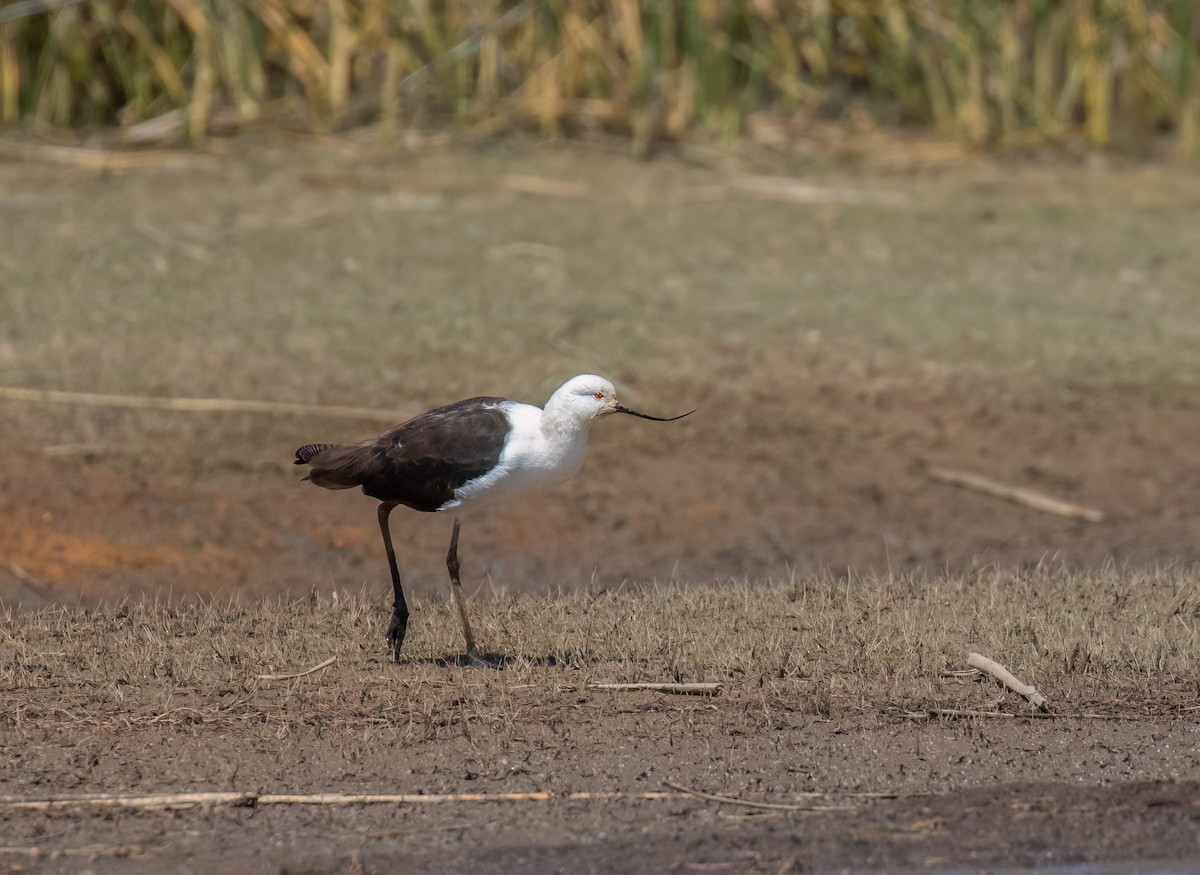 Andean Avocet - ML625311063