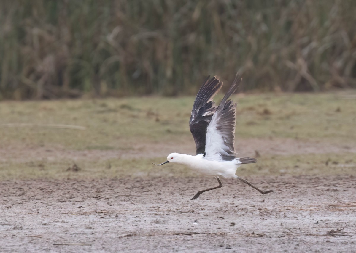 Andean Avocet - ML625311064