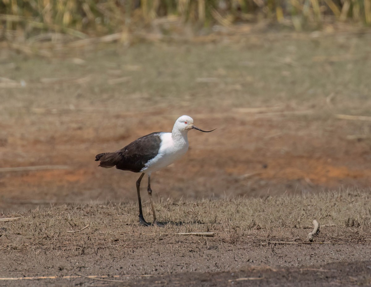 Andean Avocet - ML625311065