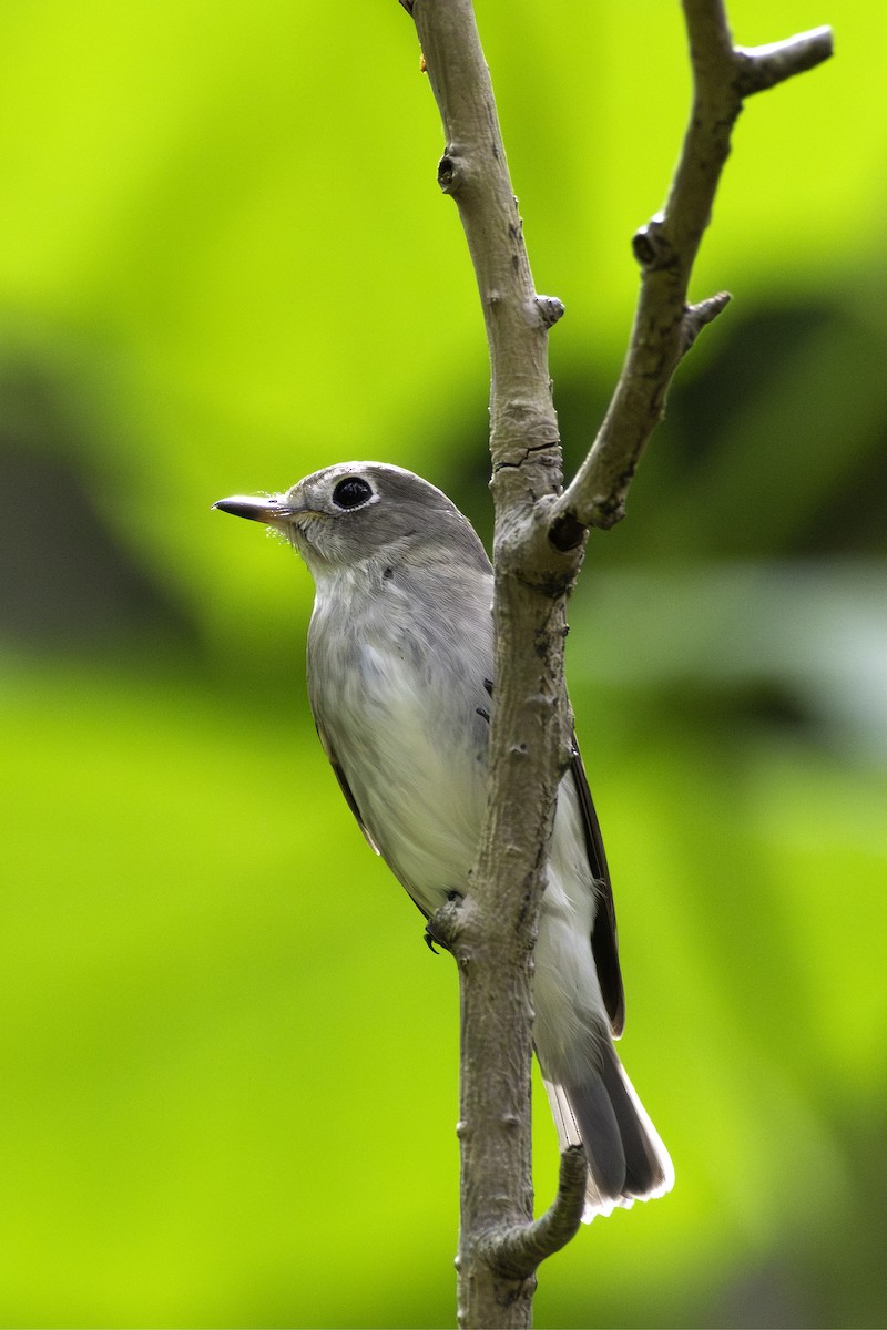 Asian Brown Flycatcher - ML625311117