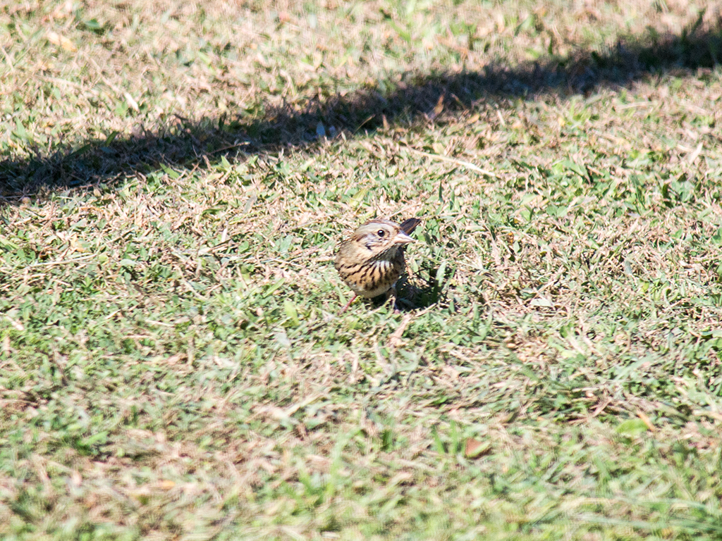 Lincoln's Sparrow - ML625311146