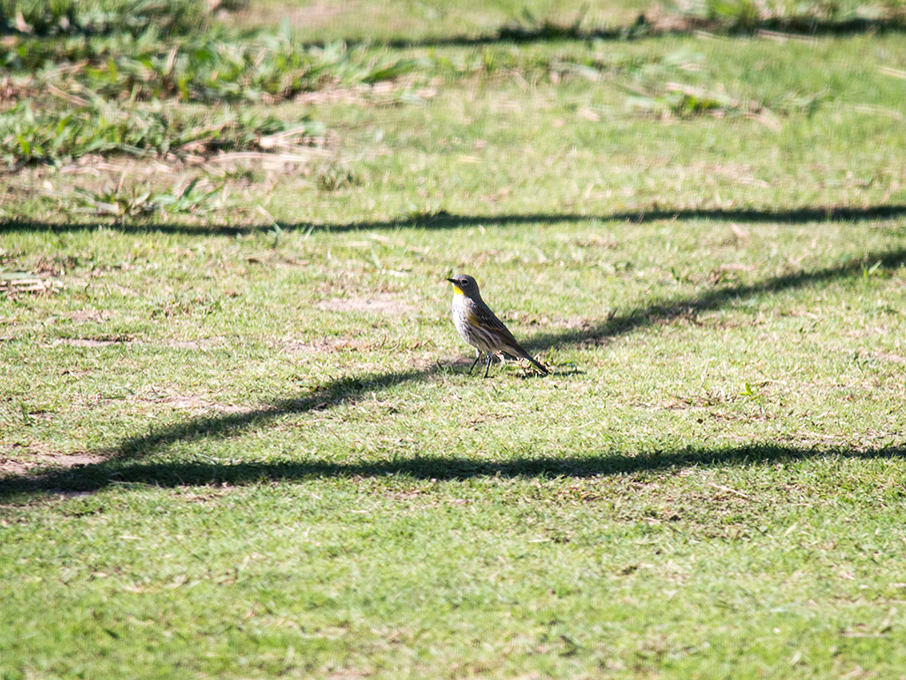 Yellow-rumped Warbler - ML625311342