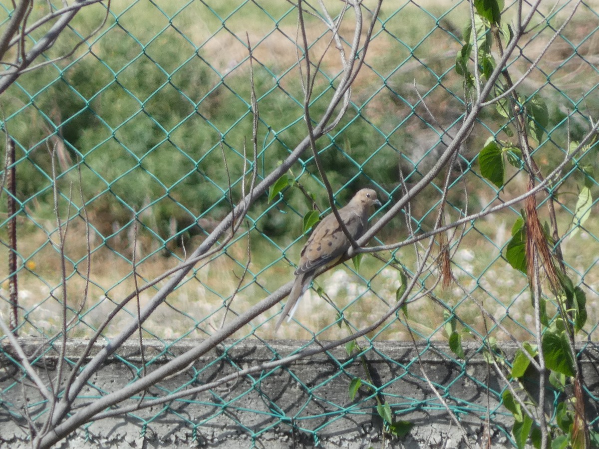 Mourning Dove - ML625311405