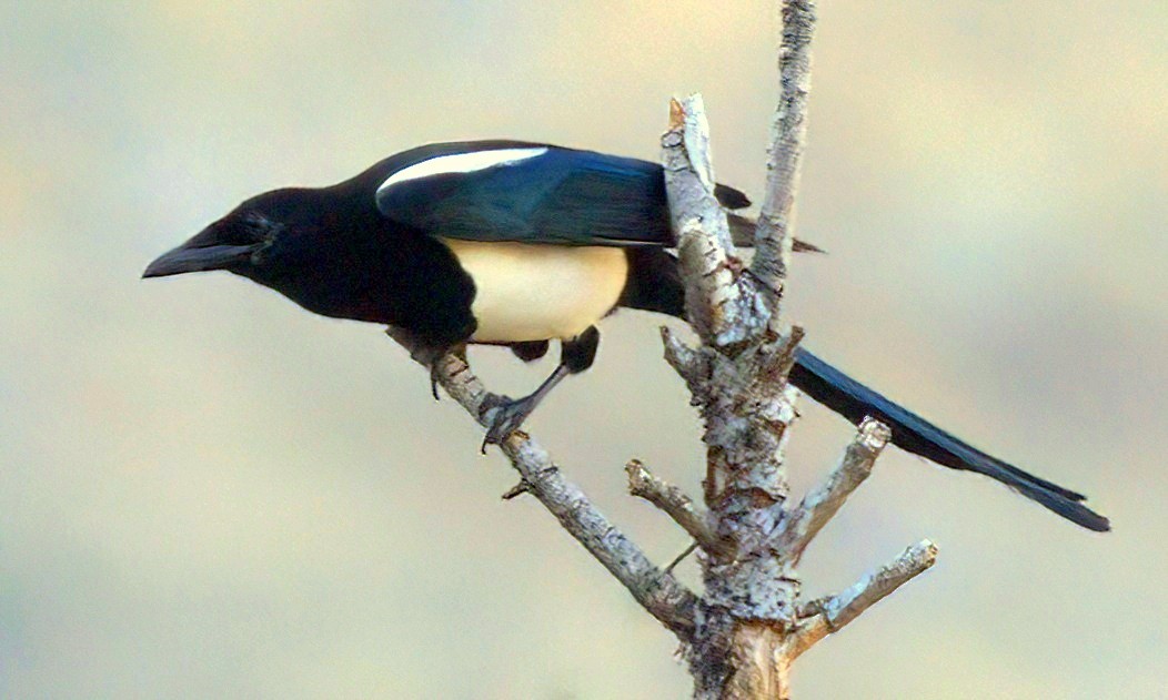 Black-billed Magpie - ML625311448